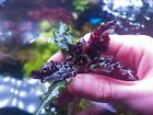 Cryptocoryne Green Gecko  Rare Plants Aquarium 1 Plant 10cm