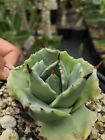 Agave potatorum cv. Shoji-Raijin LIVE succulent