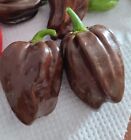 SEMI DI HABANERO CHOCOLATE, HOT PEPPER, PEPERONCINO PICCANTE, 20 Semi