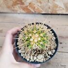 Echinocactus grusonii danneggiato vaso 10cm COD.1709-6