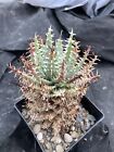 Aloe erinacea rare plant piante grasse succulente no agave