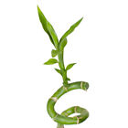 5 stück lucky bamboo Glücksbambus Dracaena Sanderiana 70cm lang +/-