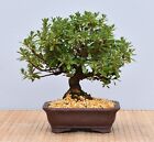 Bonsai Outdoor, Satsuki Azalee  Akemi no Tsuki  Shohin | Bonsai-Garten-Müller