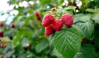 pianta di lampone fragola frutti di bosco rustici