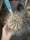 Gymnocalycium gibbosum v. longispinus. Succulent Piante Grasse Cactus