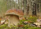 Boletus Edulis, micelio per piantare funghi (W9Z)