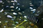 Photo 6x4 Fish in the Blue Planet Aquarium, Ellesmere Port  c2015