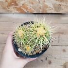 Echinocactus grusonii vaso 10cm COD.1709-10