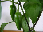 Peperoncino Jalapeno (Capsicum Annuum) 30 semi freschi