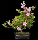 Bonsai - Azalee aus Japan -  SHIRYU-NO-MAI - 43 cm - Blüte lila #3334