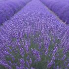 Lavanda -vaso 14- Piante Aromatiche Pianta Lavanda Agustifolia