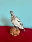 taxidermy tassidermia pernice bianca taxidermie imbalsamato