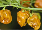 30 SEMI PEPERONCINO HABANERO MOSTARDA  " SPEDIZIONE GRATUITA "