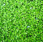 Lemma Minor (lenticchie d acqua)300-400 LIVE AQUARIUM PLANT !Piante galleggianti