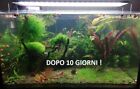 ANTI ALGA, acquario e laghetto, 10 lumache Red + 2 in regalo+2 piante Cerantophy