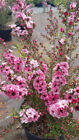 Leptospermum scoparium  Rose  / L’Arbre à thé / Conteneur de 3 à 4 litres