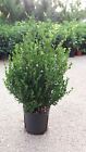 PIANTA DI BUXUS BOSSO FAULKNER VASO CM 24 ALTEZZA 40/50  CM (foto reale) siepe