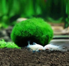 2-4cm Marimo Moss Balls Live Aquarium Plant Algae Fish Shrimp Tank OrnamentBWUS