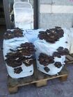 1 KIT COLTIVAZIONE FUNGHI PLEUROTUS OSTREATUS PANI FUNGO ORECCHIONE