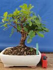 bonsai  quercia   h 35 cm visita il negozio