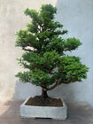 Bonsai di Cryptomeria Japonica (no Ginepro, no Acero)