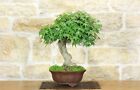 Bonsai di Acero Palmato (53)