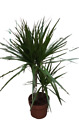 Dracaena Marginata