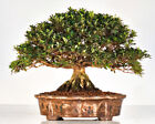 Bonsai Azalee Rhododendron indicum - weiße / pinke Blüte 23cm