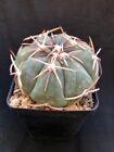 Echinocactus horizonthalonius 6.5 cm