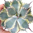 Agave potatorum cv "DESERT DIAMOND" x BECKY -  -