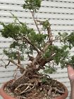 Itoigawa - Bonsai ginepro Chuhin - Juniperus Strepitoso