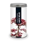 Garden Pocket - Kit di coltivazione bonsai acero rosso. (P1E)