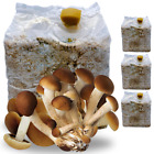 3 KIT COLTIVAZIONE FUNGHI PIOPPINI PANI DI FUNGO PIOPPINO SUBSTRATO DA 3 KG