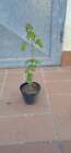 Pianta acero campestre in vaso h 20 - 30 cm acer bonsai prebonsai