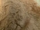 Stretch Rose Pattern Lace Champagne Color Fabric 2 yds  27"x 52"Scalloped Edge