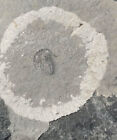 Cambrian fossil Trilobite Malungia laevigata ,very cool, No.a27