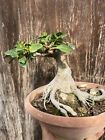 Bonsai Ficus / In Piena Crescita /