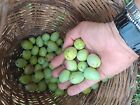 Olive verdi Ogliarola Garganica Da schiacciare e mettere in Salamoia.