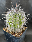 CARNEGIEA GIGANTEA CACTUS PIANTE GRASSE AGAVE SUCCULENTE 1127