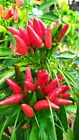 ETNA ROSSO 30 SEMI DI PEPERONCINO PICCANTE + SEMI OMAGGIO COLTIVAZIONE BIO SEEDS