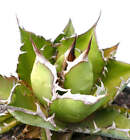 Agave titanota -  - NO variegated