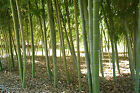 10 SEMI DI BAMBU  GIGANTE PHYLLOSTACHYS EDULIS