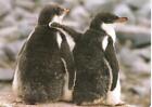 Penguin Buddies Notecard & Envelope Nature Aquarium Planet Zoo Marine Mammal Ctr