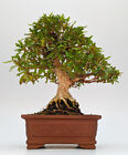 Bonsai Azalee Rhododendron indicum Shohin 21cm