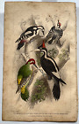 Woodpeckers Lesser Great Spotted Green coloured antique engraving 1855