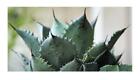 10x Agave potatorum Garten Pflanzen - Samen B614