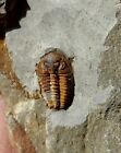 TRILOBITE DE LA MONTAGNE NOIRE , TOLETANASPIS