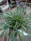 Hechtia Tillandsioides Bromelain Pianta Terrario Finto Agave