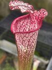 Pianta carnivora Sarracenia leucophylla  ‘L53MK’ NO SEMI torba Dionea Giardino