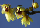 semi di CALICANTO (Calicanthus fragrans)  calicantus ideale anche per bonsai